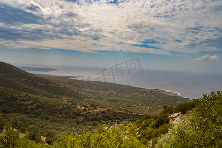 橄榄树林和海洋的景色