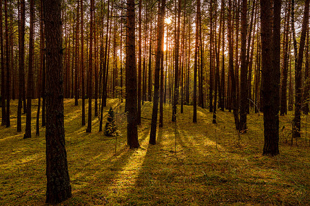 秋天的松树林里的日落或日出。