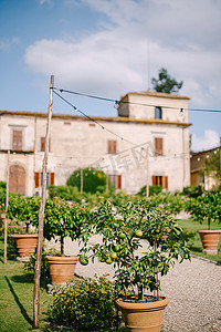 别墅内摄影照片_意大利佛罗伦萨一座老酒庄别墅内的陶罐里的橘子树。