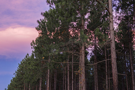树林摄影照片_下午晚些时候的松树林。