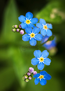 一组蓝色花朵勿忘我
