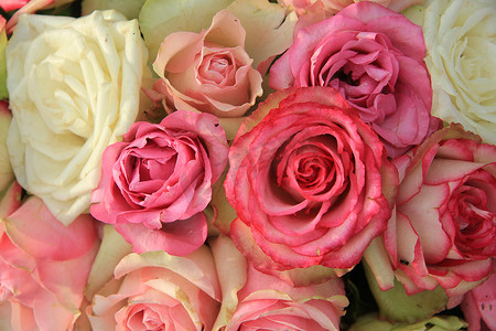 混合粉红色新娘玫瑰