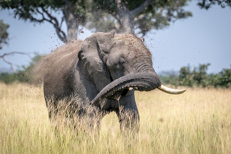 正在洗尘土浴的大象公牛。