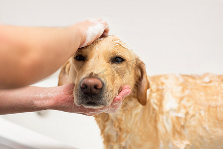 洗衣摄影照片_拉布拉多猎犬洗澡。