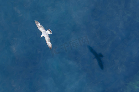 png绿水摄影照片_一只海鸥的影子在北海的绿水上空飞翔
