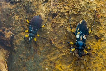 两个斑点刺客在特写镜头中杀死了一只蟋蟀，一种来自非洲的热带昆虫