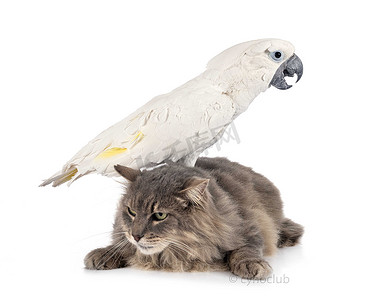 猫和白凤头鹦鹉
