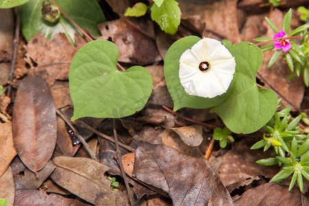 心形叶子摄影照片_白色的花朵和绿色的心形叶子