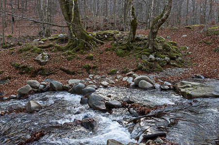 巴尔干山脉特特文镇附近，山河 Vit 在秋季森林中流淌在苔藓岩石和大石头上的壮丽景观