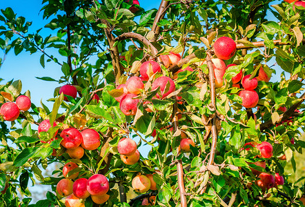 花园树枝上熟脆的红苹果，蓝天背景，阳光明媚的日子
