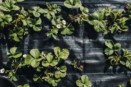 一张黑色薄膜下的床，上面有开花和结果的草莓灌木丛。在农业城市下的花园里，草莓发芽
