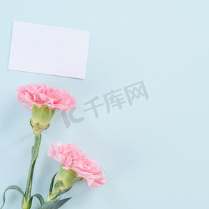 母亲节康乃馨摄影照片_美丽、优雅的粉红色康乃馨花在明亮的浅蓝色桌子背景上，母亲节鲜花礼物的概念，顶视图，平躺，头顶