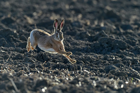 亨特摄影照片_棕色欧洲野兔在棕色田野、欧洲野生动物、自然栖息地的野生动物 Lepus europaeus 的美丽灯光下奔跑。
