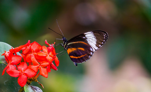 一只老虎长翼蝴蝶在花上的美丽宏观特写，来自墨西哥和秘鲁的五颜六色的热带昆虫