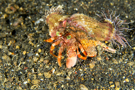 北海洋摄影照片_海葵寄居蟹，蓝碧岛，北苏拉威西岛，印度尼西亚