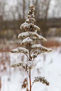 在雪下的干燥植物树