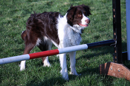 西班牙猎犬摄影照片_可爱的红白西班牙猎犬柯利交叉宠物工作犬