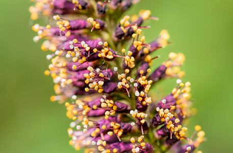 Amorpha Fruticosa 花的宏观