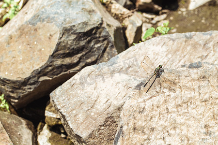 蜻蜓坐在石头上。