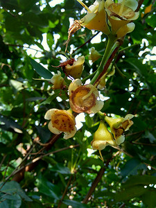 yzygium aqueum（水玫瑰苹果、水苹果、铃果）花与自然背景。