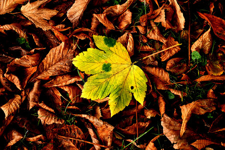 彩色枫叶摄影照片_秋季彩色黄色枫叶在一堆棕色叶子中