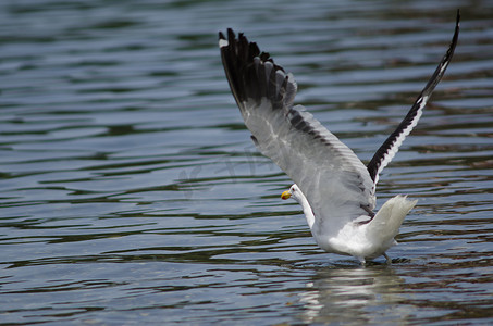 海带鸥 Larus dominicanus 在水面上飞行。