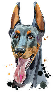 水彩肖像杜宾犬