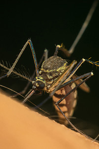 孔摄影照片_蚊子 (Aedes aegypti) 吸血的宏观