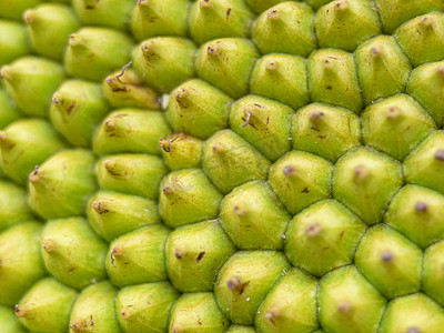 菠萝蜜果皮纹理特写，粗糙的绿色表面 菠萝蜜果皮纹理特写，热带水果粗糙的绿色表面，周围有小眼形按钮。