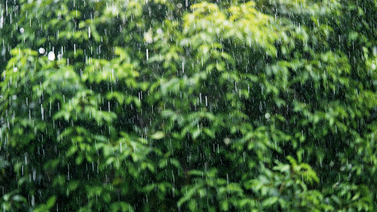 白天下雨，背景绿树柔和