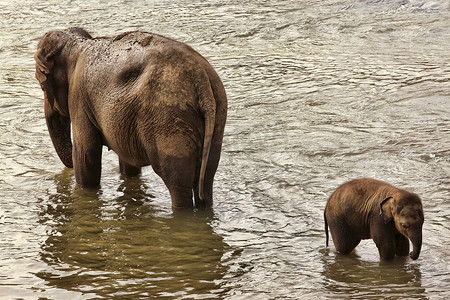 大象耳朵摄影照片_印度大象家族