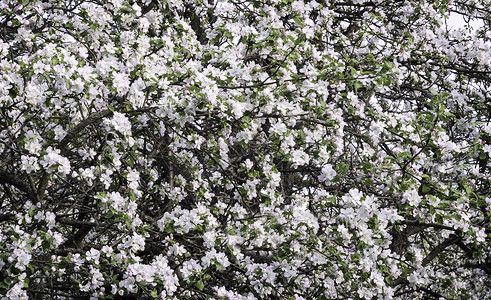 苹果树的枝条上开满了白花