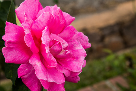 开放的花朵摄影照片_美丽的玫瑰色彩缤纷（花瓣、叶子、花蕾和开放的花朵）
