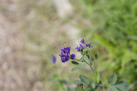 紫花苜蓿摄影照片_苜蓿