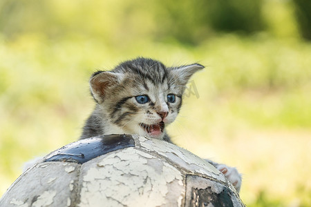 带足球的小猫