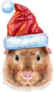 白色背景上戴着圣诞老人帽子的泰迪豚鼠的水彩肖像