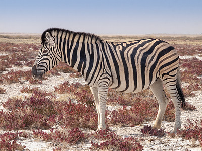 纳米比亚埃托沙国家公园的斑马。
