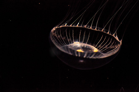 发光水母摄影照片_水晶水母维多利亚多管发光水母是一种生物发光水螅动物