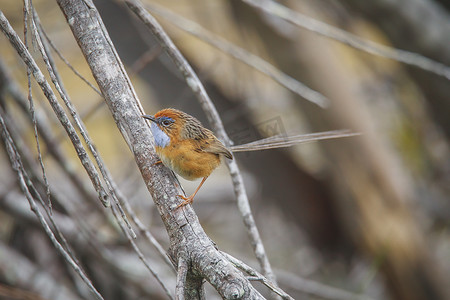 澳大利亚新南威尔士州阿勒达拉的南鸸鹋 (Stipiturus malachurus)