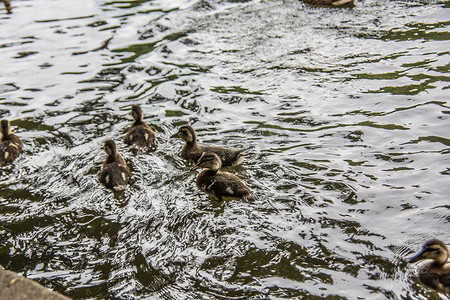 鸭子在城市公园的池塘里游泳