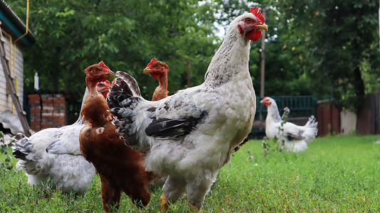 纯种棕色和白色母鸡和公鸡在大自然中吃草，在乡村鸡舍附近的一所房子的后院里。