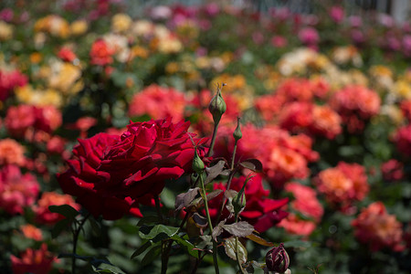 花园玫瑰摄影照片_玫瑰园里有美丽的新鲜玫瑰