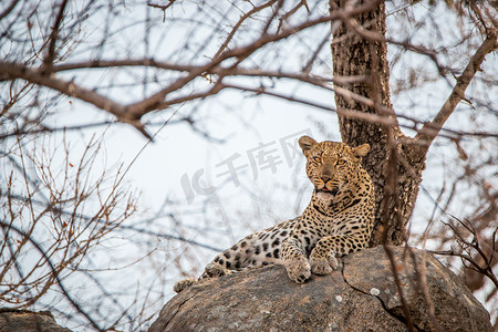 豹子机甲摄影照片_豹子在岩石上休息。