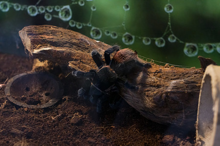 玻璃容器特写中的一只引人注目的蜘蛛