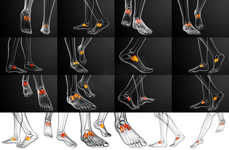 中足骨的 3D 渲染医学插图