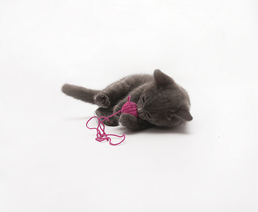 灰色小猫玩着孤立的粉红色线索