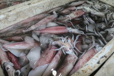 金巴兰摄影照片_在金巴兰鱼市的海鲜柜台上出售的新鲜头足类动物的图案。