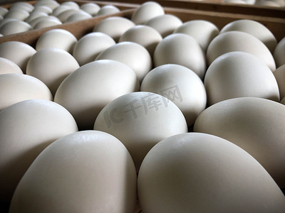 生鸭蛋摄影照片_白鸭蛋在面板木头里