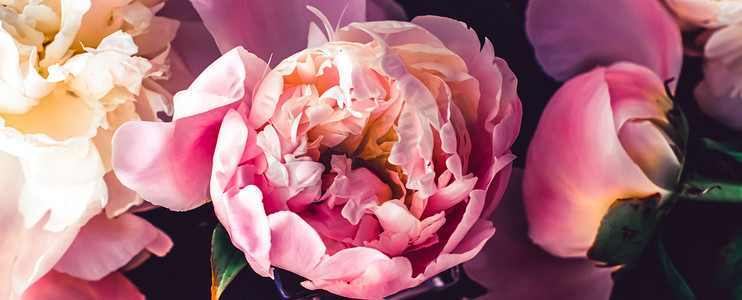 粉红牡丹花作为花卉艺术背景、植物平面布局和奢侈品牌