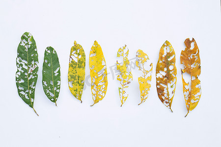 孔摄影照片_有孔的干燥叶子，被白色的害虫吃掉。